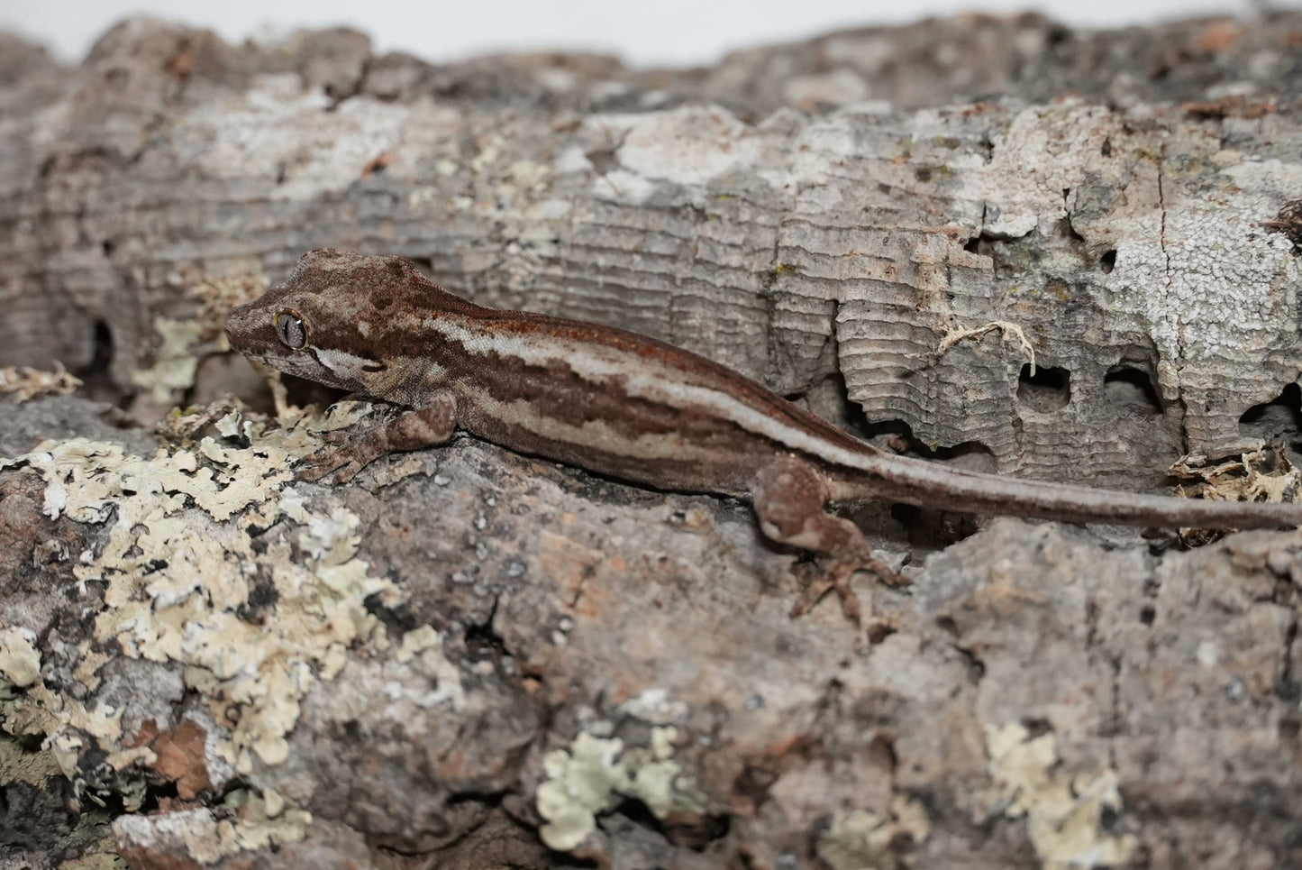 White Stripe Gargoyle Gecko (Juvenile)
