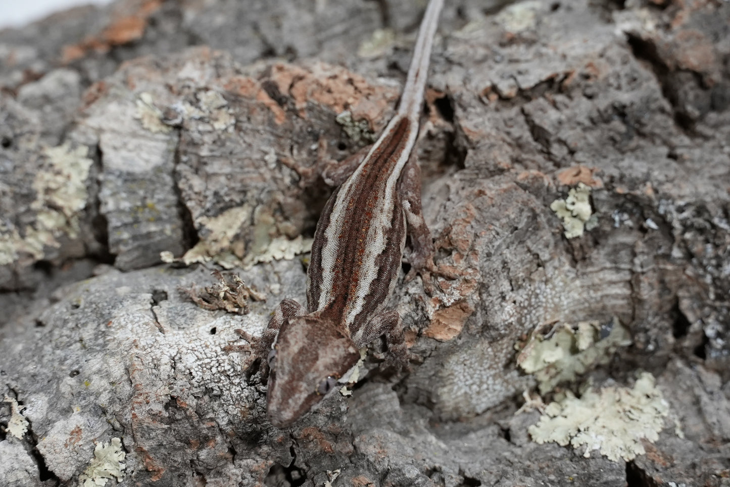 White Stripe Gargoyle Gecko (Juvenile)