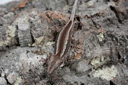 White Stripe Gargoyle Gecko (Juvenile)