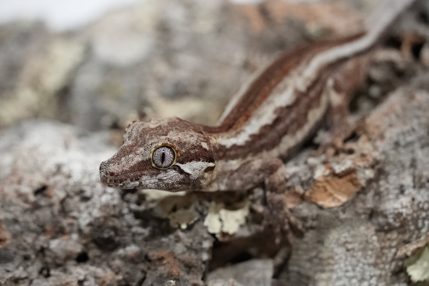 White Stripe Gargoyle Gecko (Juvenile)