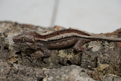 White Stripe Gargoyle Gecko (Juvenile)