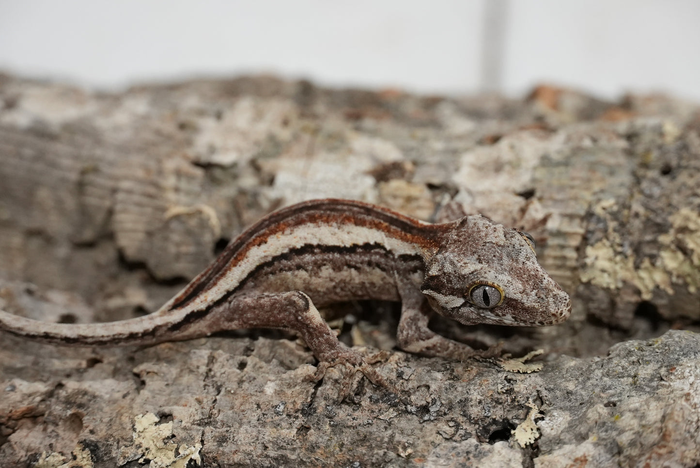 White Stripe Gargoyle Gecko (Juvenile)