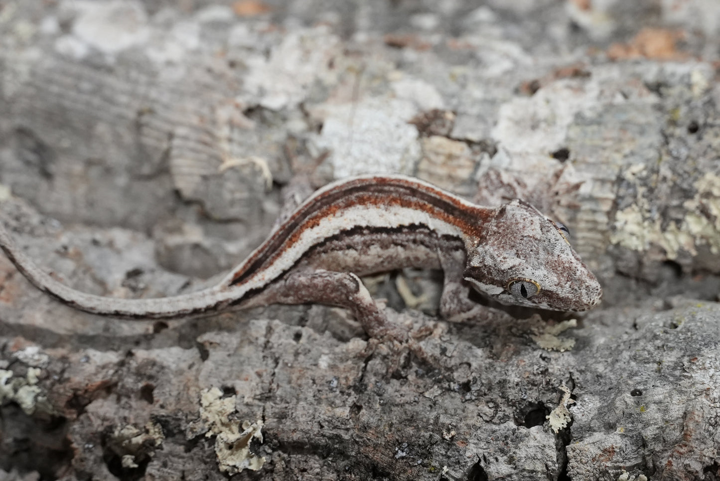 White Stripe Gargoyle Gecko (Juvenile)