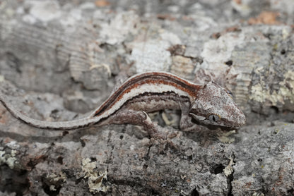 White Stripe Gargoyle Gecko (Juvenile)