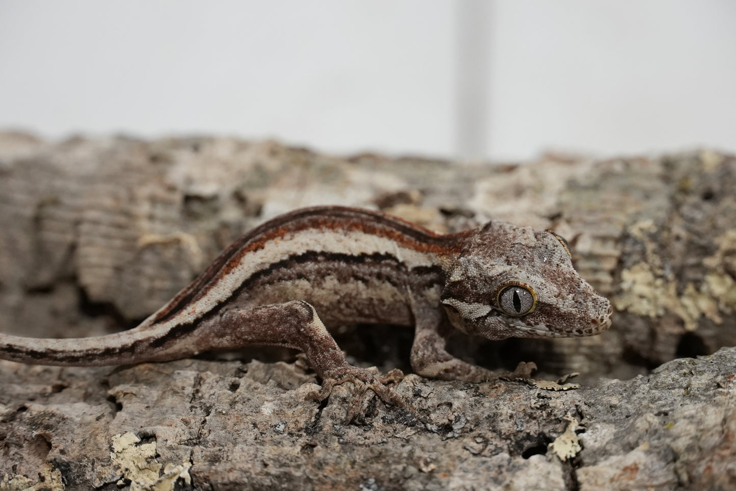White Stripe Gargoyle Gecko (Juvenile)