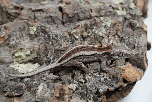 White Stripe Gargoyle Gecko (Juvenile)