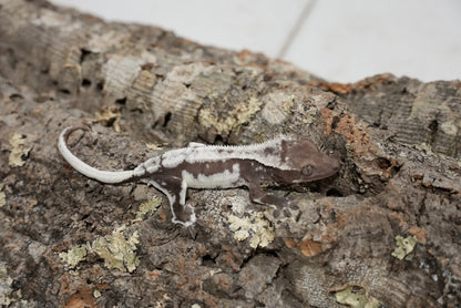 Axanthic Lilly White Crested Gecko (Juvenile)