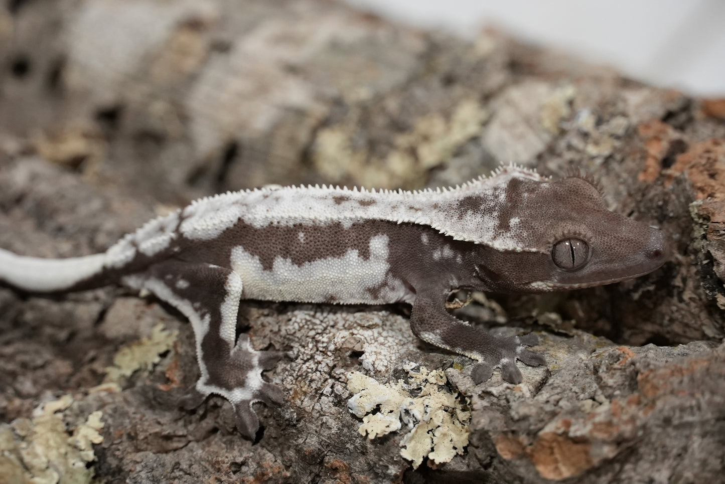 Axanthic Lilly White Crested Gecko (Juvenile)