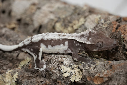 Axanthic Lilly White Crested Gecko (Juvenile)