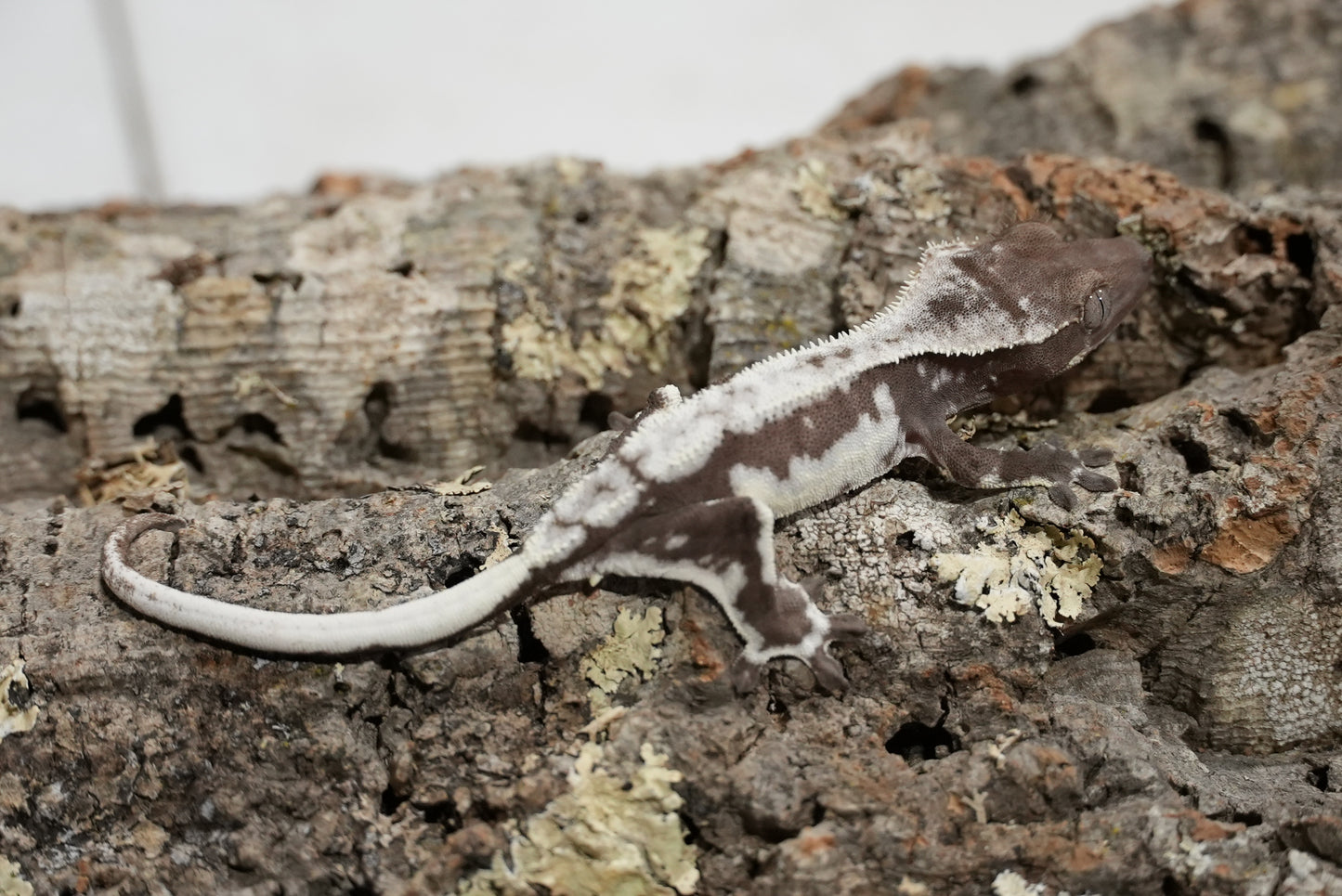 Axanthic Lilly White Crested Gecko (Juvenile)