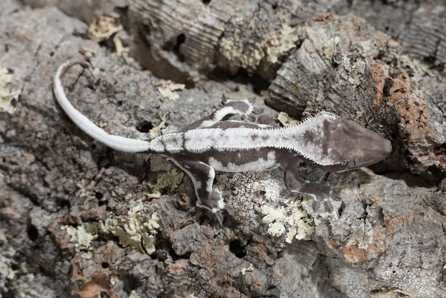 Axanthic Lilly White Crested Gecko (Juvenile)