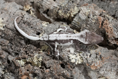 Axanthic Lilly White Crested Gecko (Juvenile)