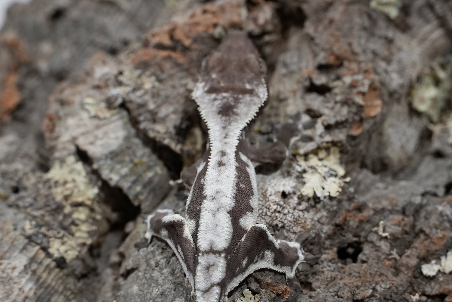 Axanthic Lilly White Crested Gecko (Juvenile)