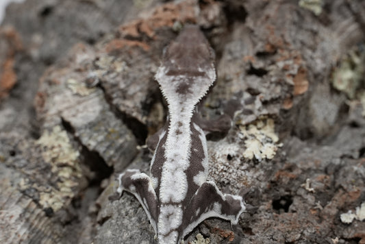 Axanthic Lilly White Crested Gecko (Juvenile)