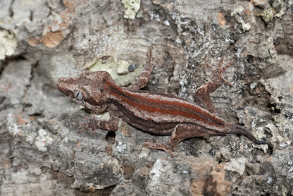 Red Stripe Gargoyle Gecko (Juvenile)