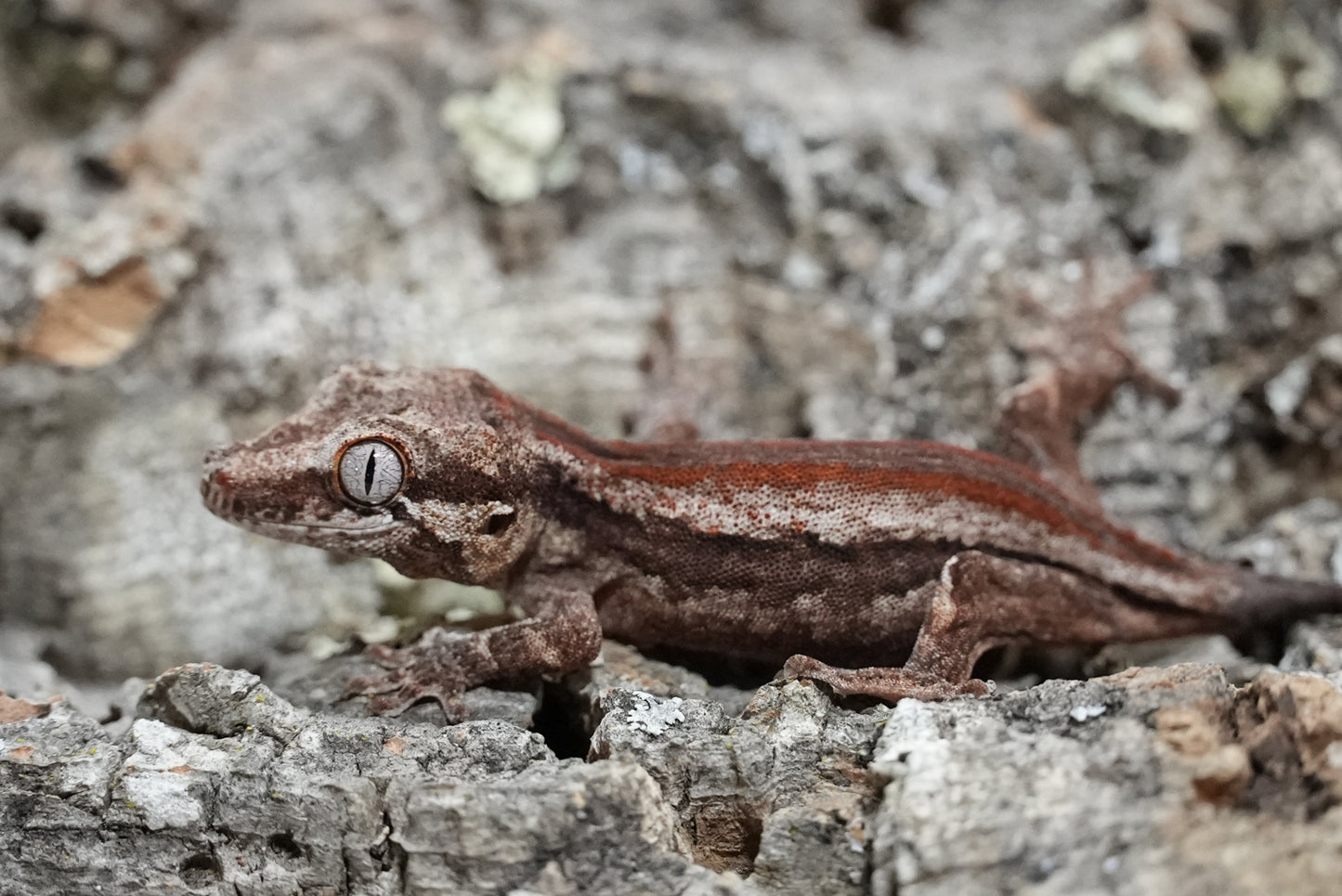 Red Stripe Gargoyle Gecko (Juvenile)