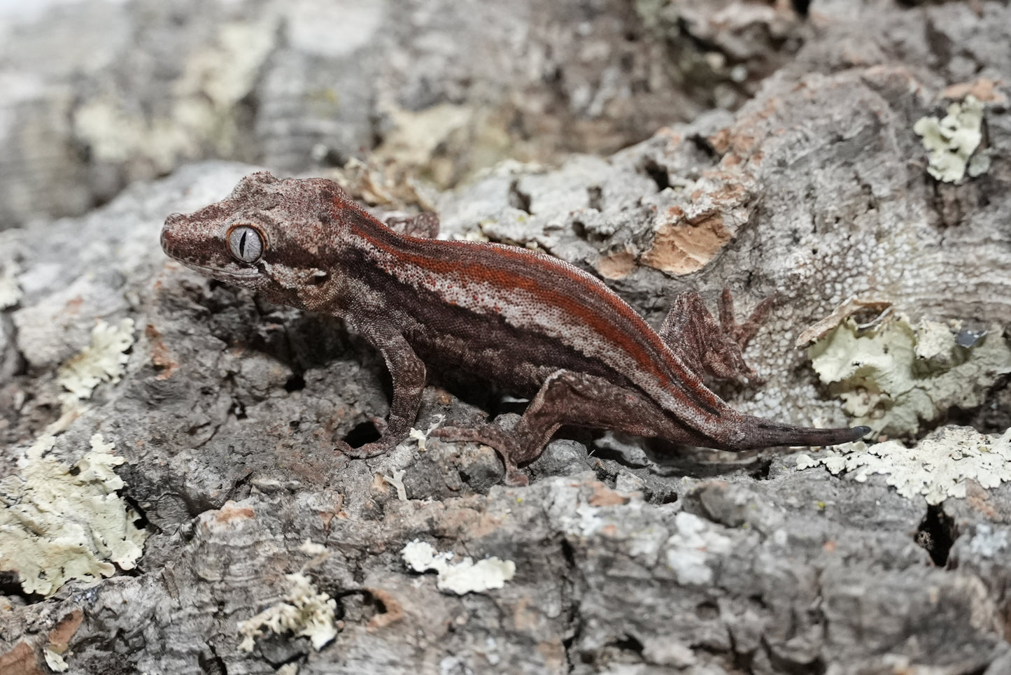Red Stripe Gargoyle Gecko (Juvenile)