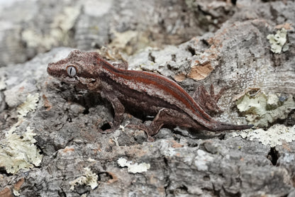 Red Stripe Gargoyle Gecko (Juvenile)