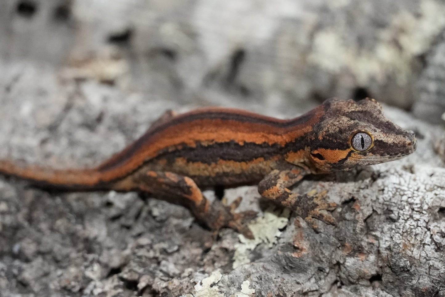 Bacon Red Stripe Gargoyle Gecko (Juvenile)