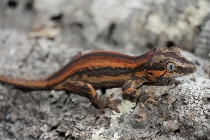 Bacon Red Stripe Gargoyle Gecko (Juvenile)