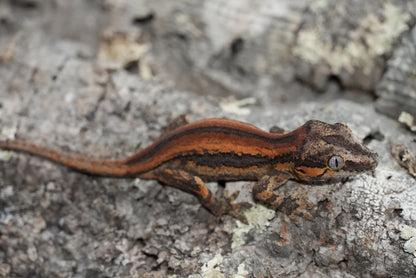 Bacon Red Stripe Gargoyle Gecko (Juvenile)