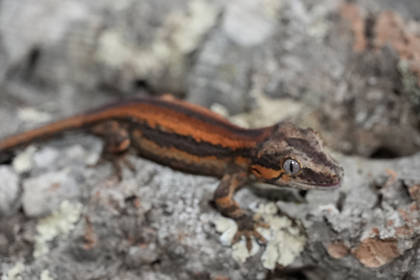 Bacon Red Stripe Gargoyle Gecko (Juvenile)