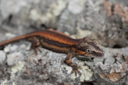 Bacon Red Stripe Gargoyle Gecko (Juvenile)