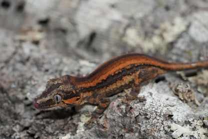 Bacon Red Stripe Gargoyle Gecko (Juvenile)