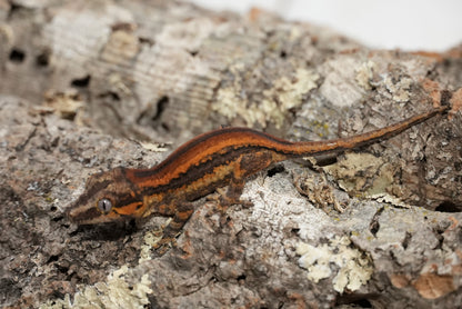 Bacon Red Stripe Gargoyle Gecko (Juvenile)