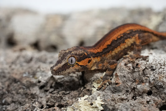 Bacon Red Stripe Gargoyle Gecko (Juvenile)