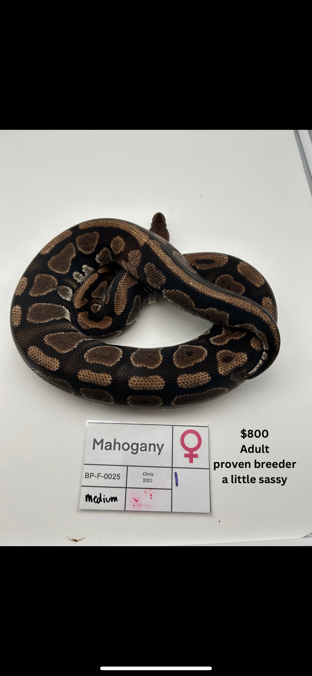 Adult Female Proven Breeder Mahogany BP-F-0025