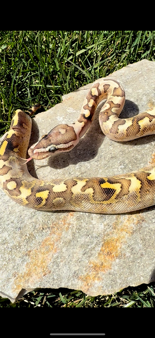 Bamboo Paradox Ball Python