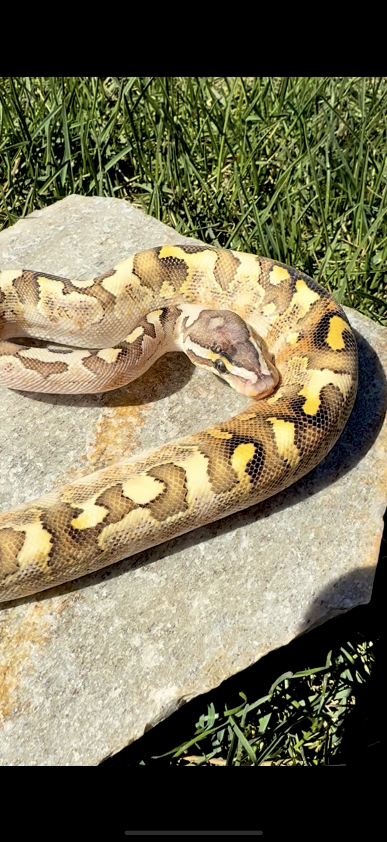 Bamboo Paradox Ball Python