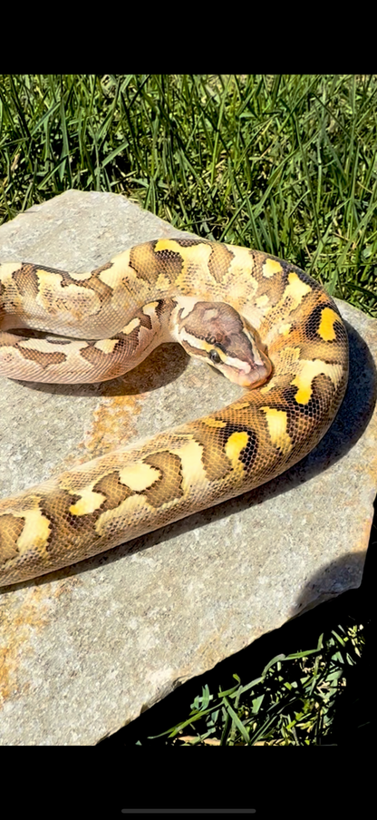 Bamboo Paradox Ball Python