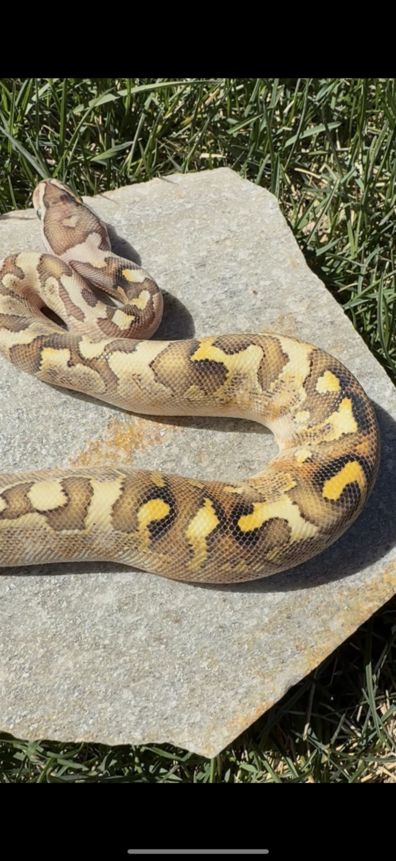 Bamboo Paradox Ball Python