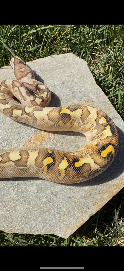 Bamboo Paradox Ball Python
