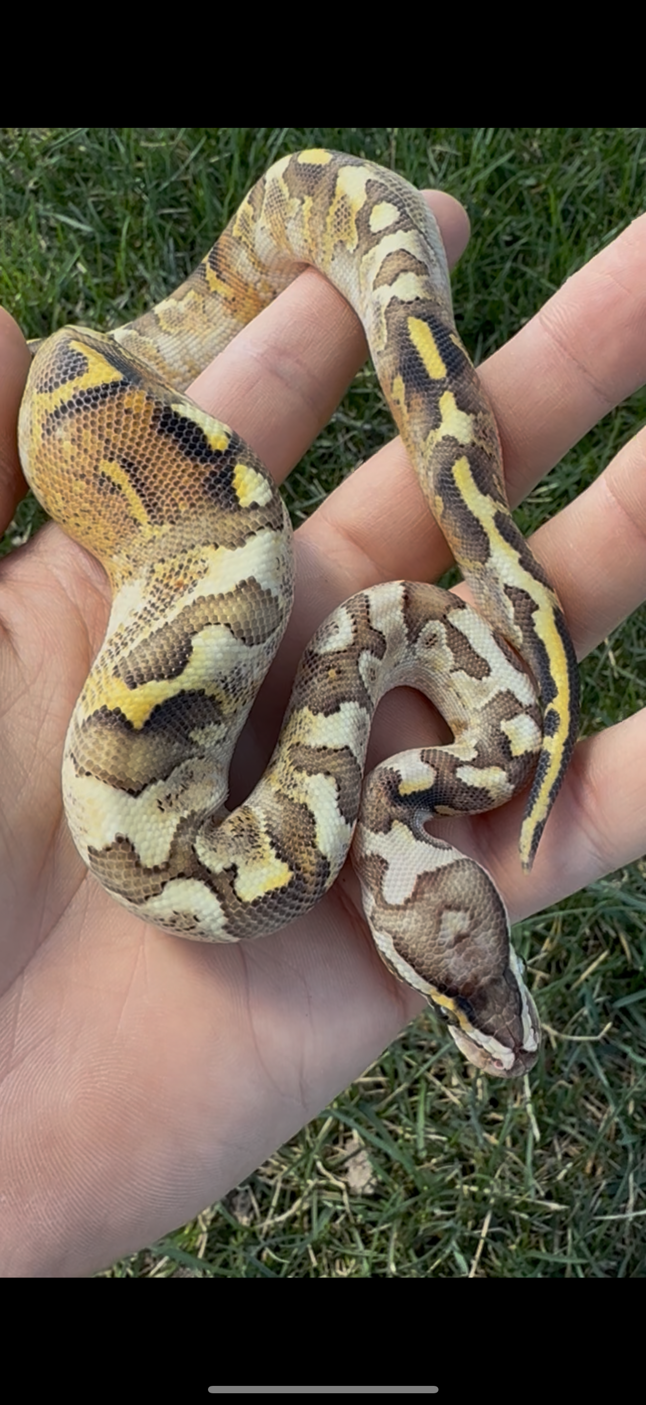 Bamboo Paradox Ball Python