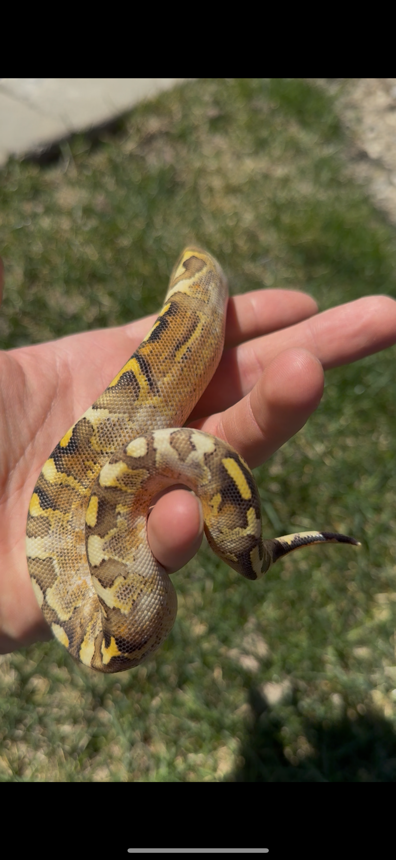 Bamboo Paradox Ball Python