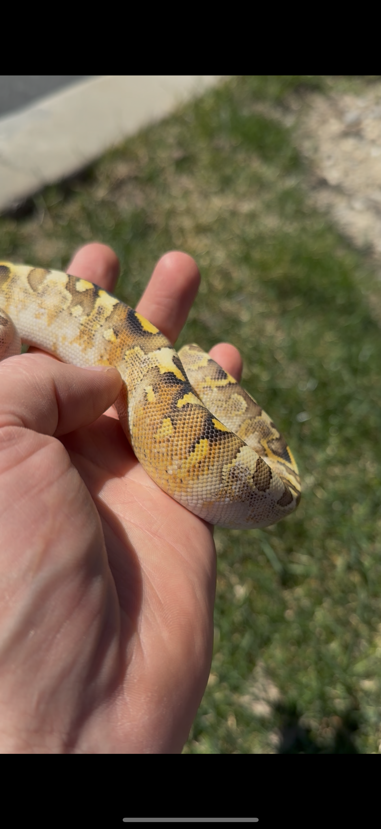 Bamboo Paradox Ball Python