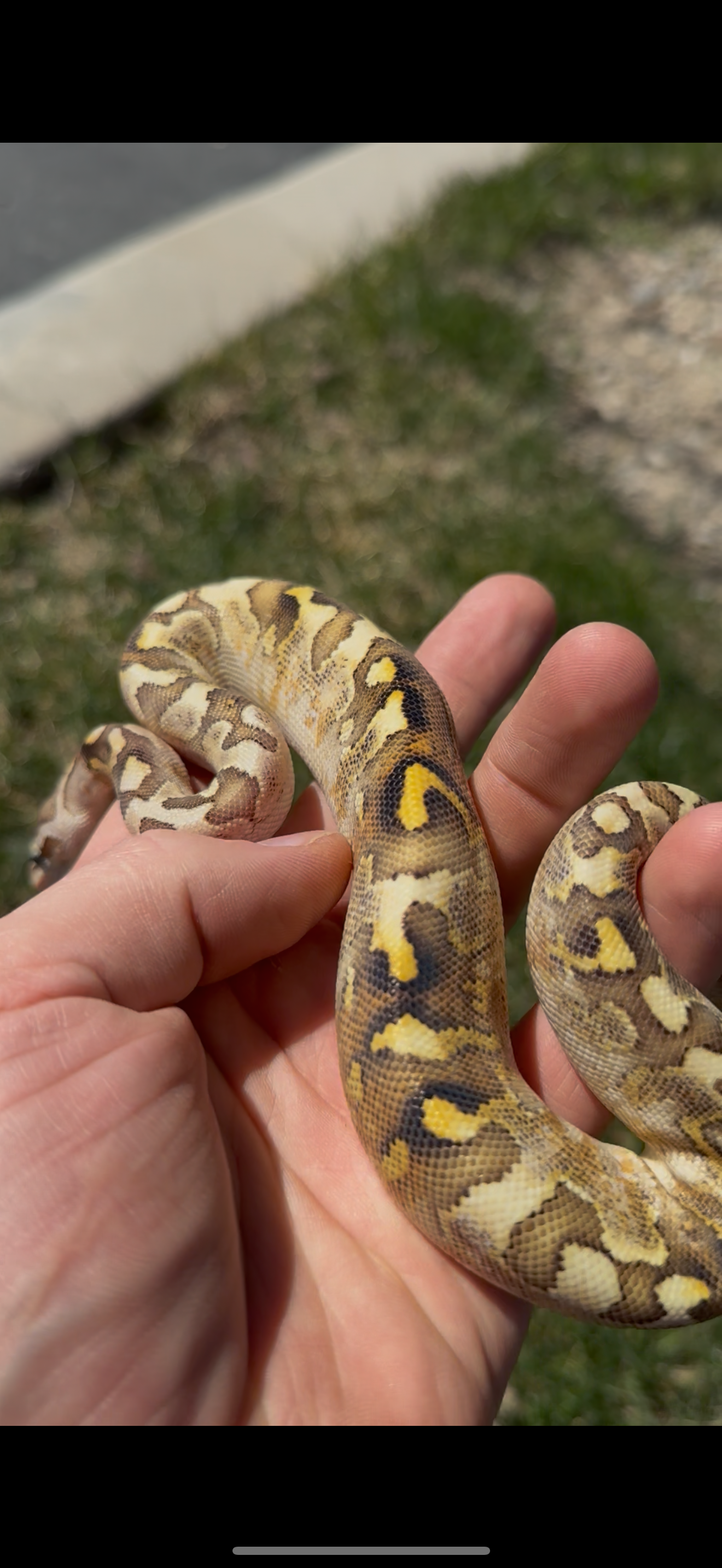 Bamboo Paradox Ball Python