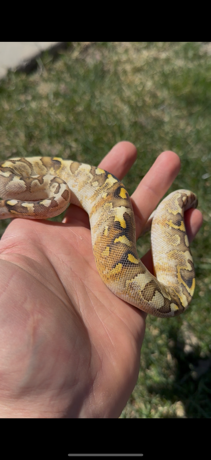 Bamboo Paradox Ball Python