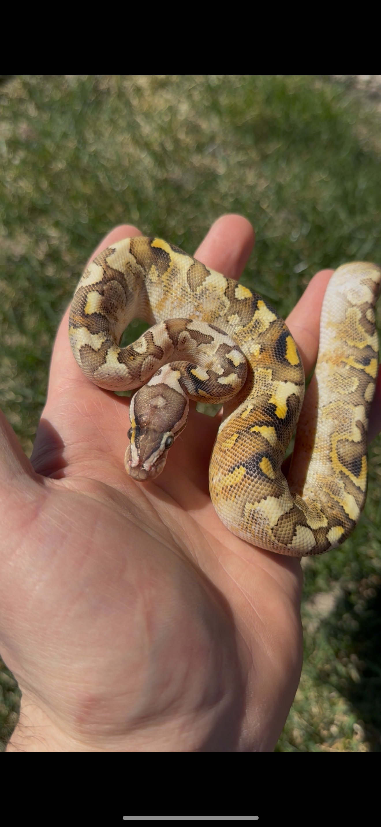 Bamboo Paradox Ball Python