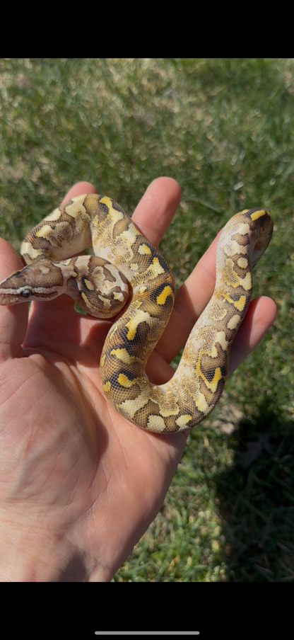 Bamboo Paradox Ball Python