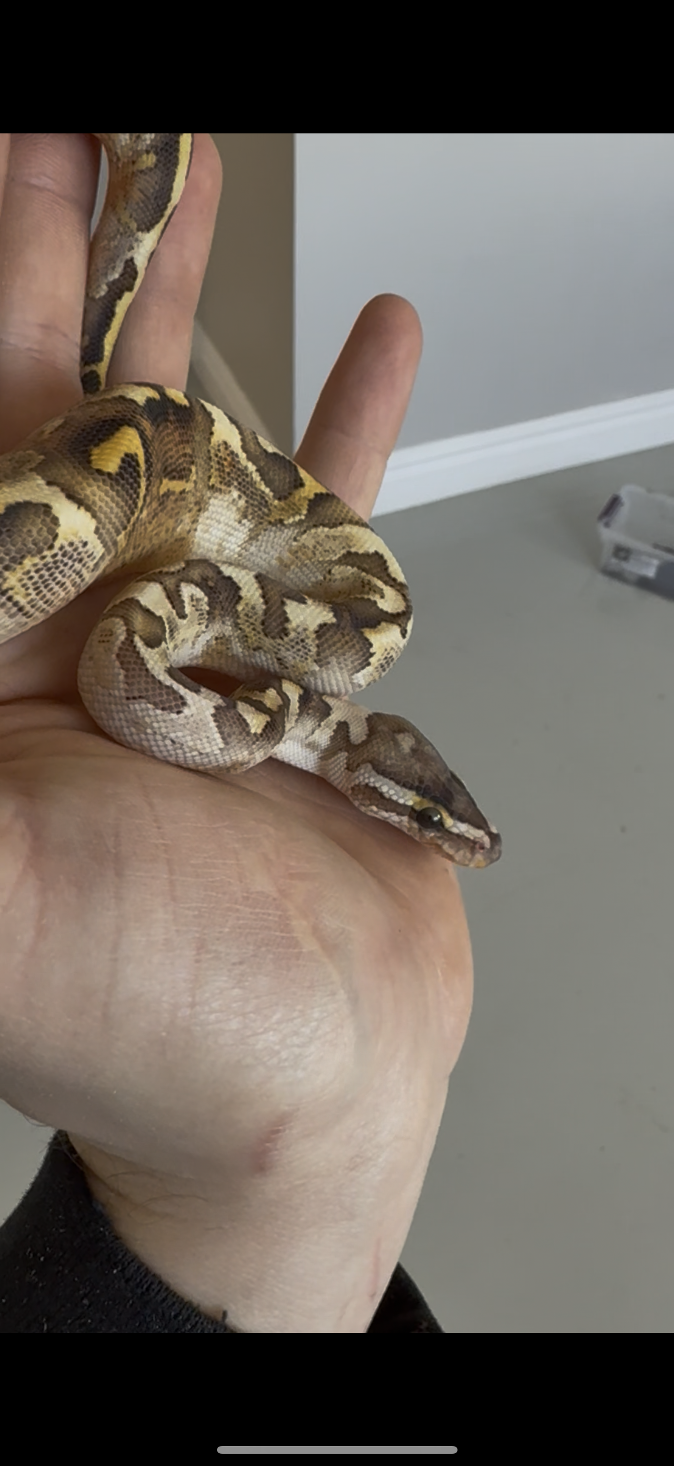 Bamboo Paradox Ball Python