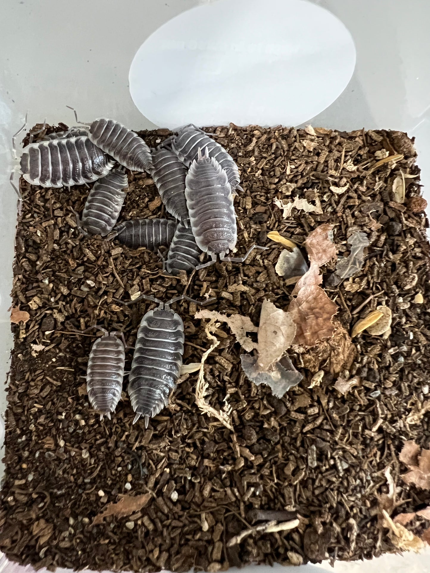 Porcellio Hoffmannseggii Titan Isopods