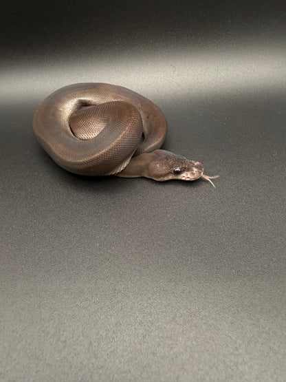 Female Super Cinnamon, Pos Het Pied, Pos Yellowbelly, Pos Het Red Axanthic