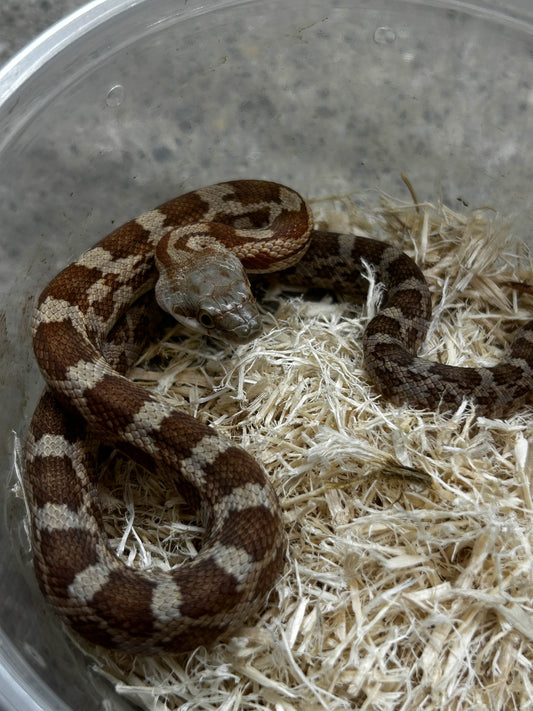 Female Het Lucy Texas Rat Snake