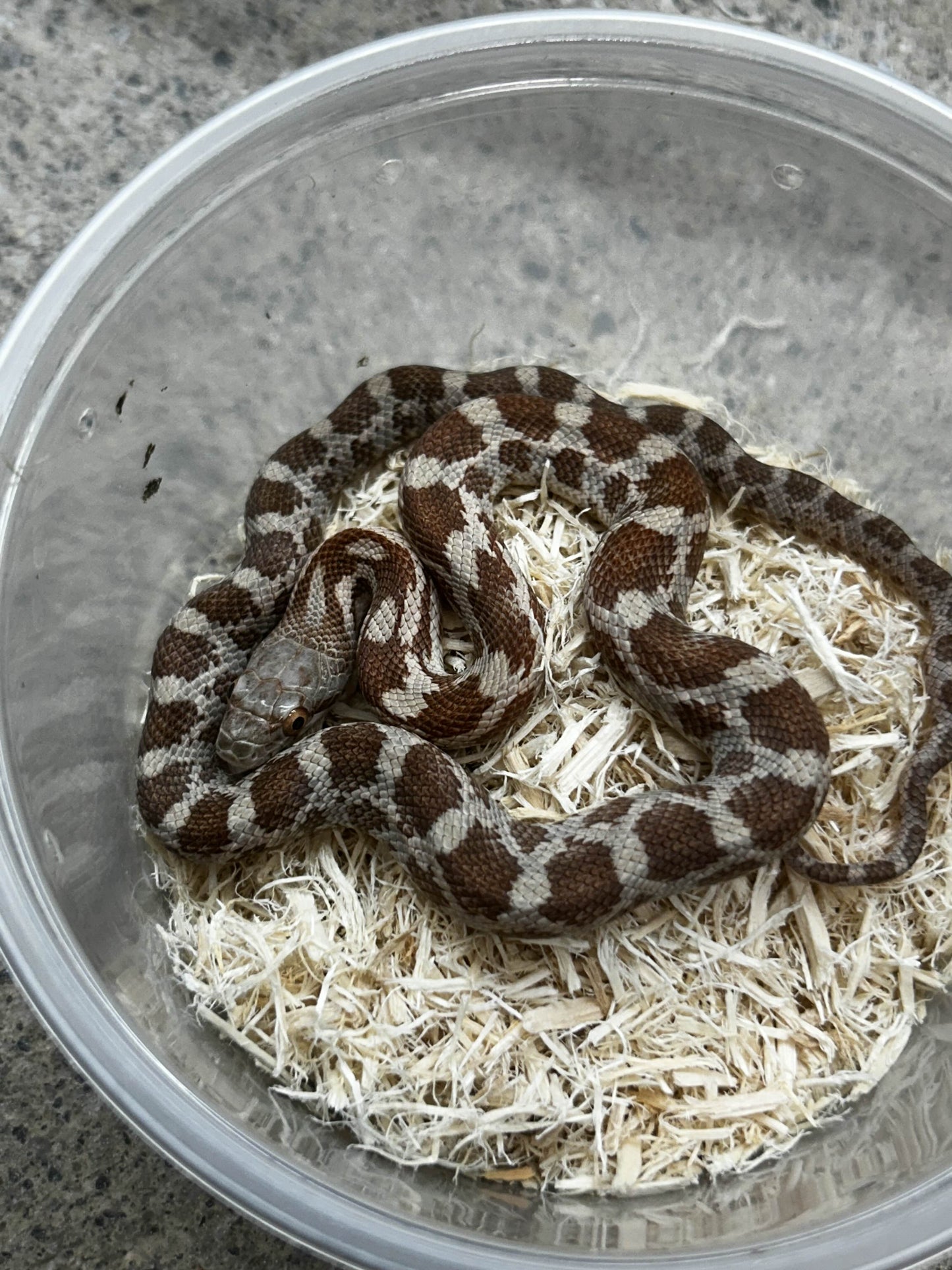 Male Het Lucy Texas Rat Snake