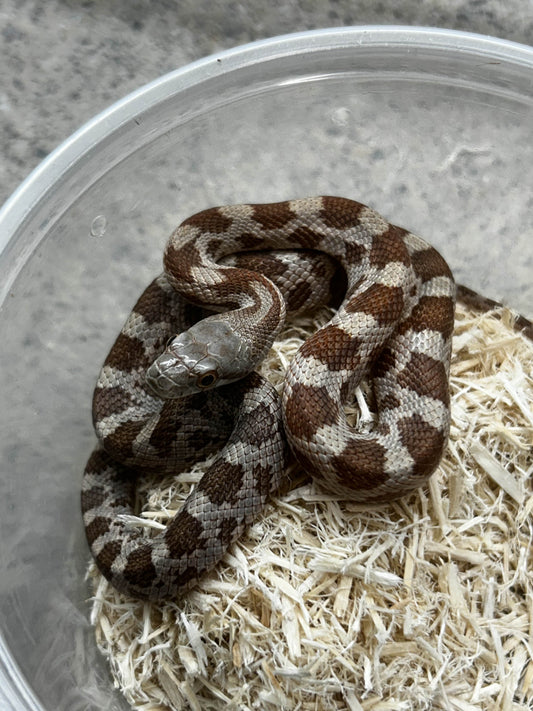 Male Het Lucy Texas Rat Snake