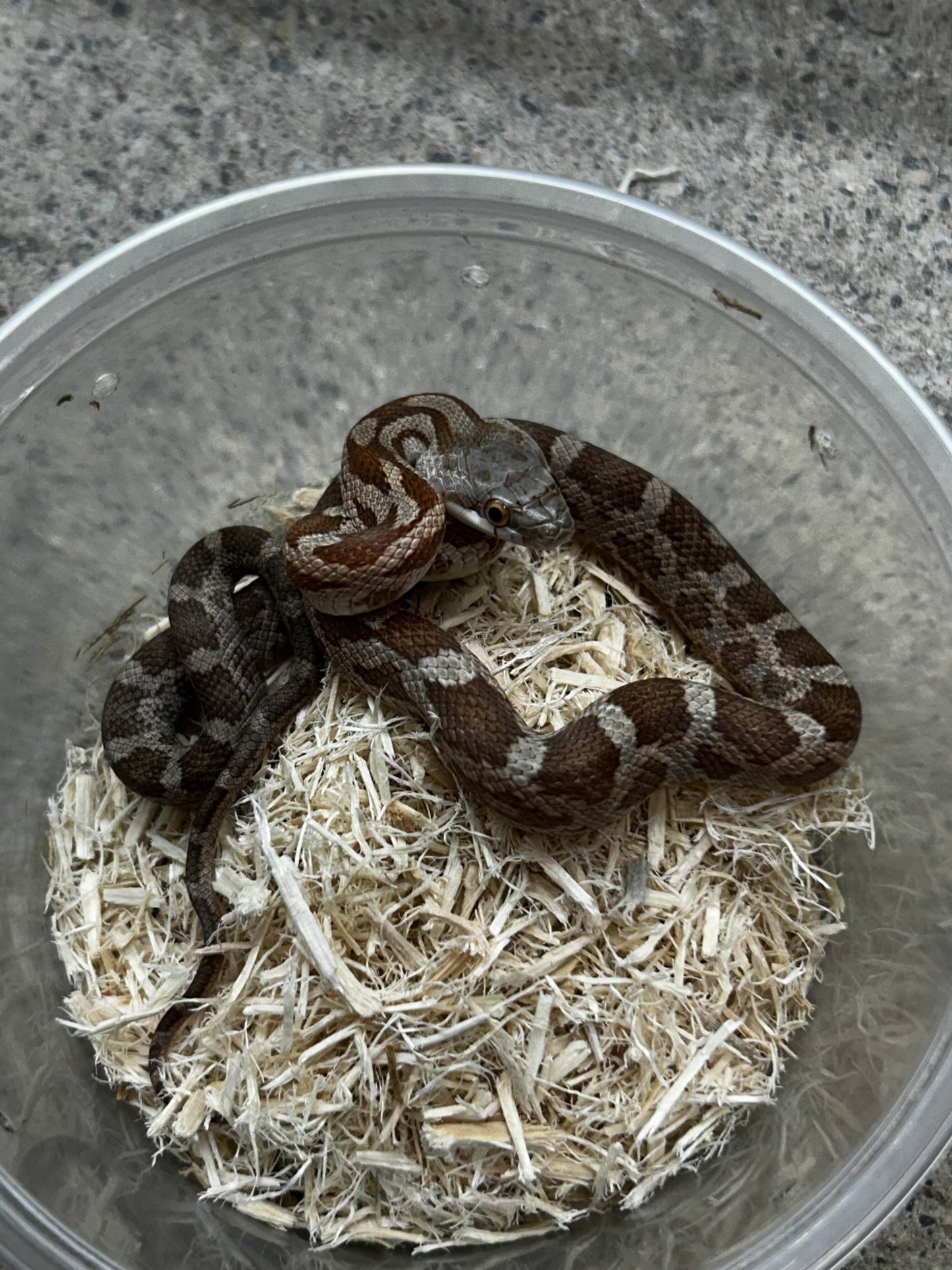 Female Het Lucy Texas Rat Snake